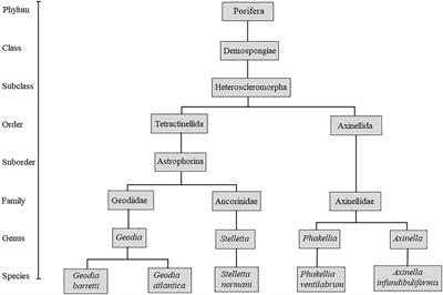 Macro and Microstructural Characteristics of North Atlantic Deep-Sea Sponges as Bioinspired Models for Tissue Engineering Scaffolding